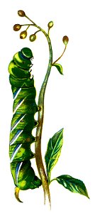 F Nemos OBA Sphinx ligustri caterpillar