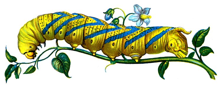 F Nemos Old Book Art Acherontia atropos caterpillar