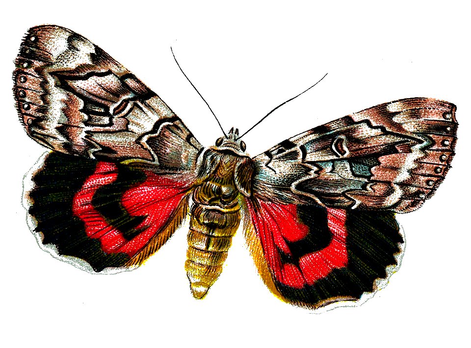 F Nemos Old Book Art Catocala elocata