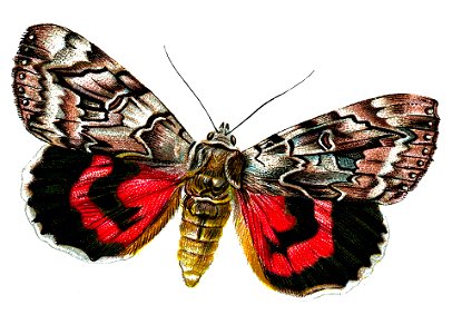 F Nemos Old Book Art Catocala elocata
