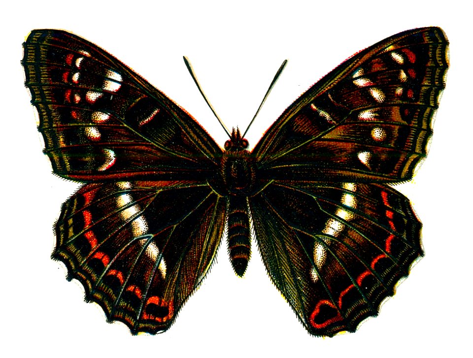 F Nemos Old Book Art Limenitis populi male