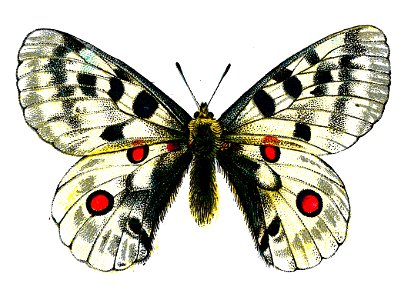 F Nemos Old Book Art Parnassius apollo. Free illustration for personal and commercial use.