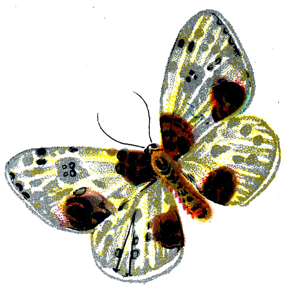 F Nemos OBA Abraxas sylvata