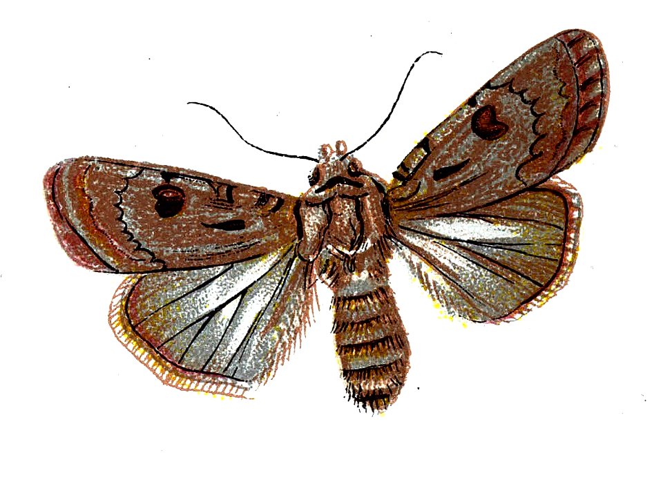 F Nemos OBA Agrotis exclamationis
