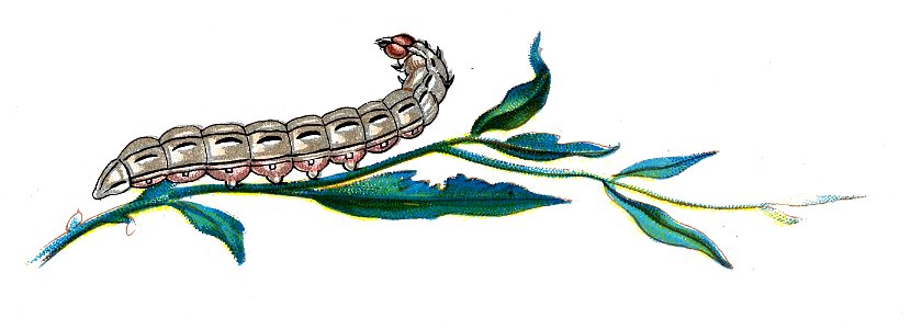 F Nemos OBA Agrotis pronuba caterpillar