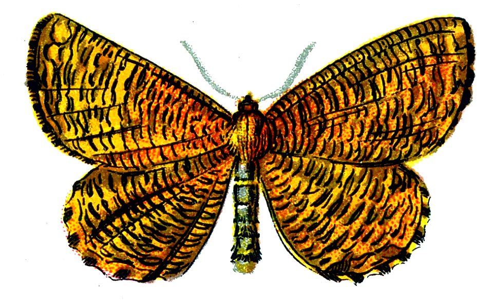 F Nemos OBA Angerona prunaria