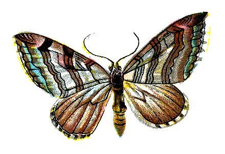 F Nemos OBA Aplocera plagiata