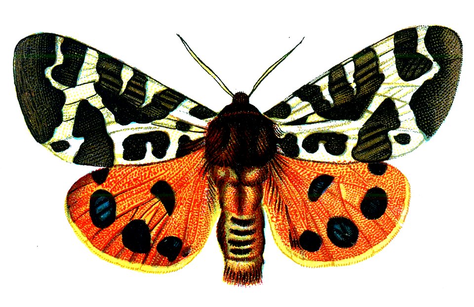 F Nemos OBA Arctia caja