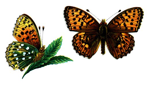 F Nemos OBA Argynnis aglaja