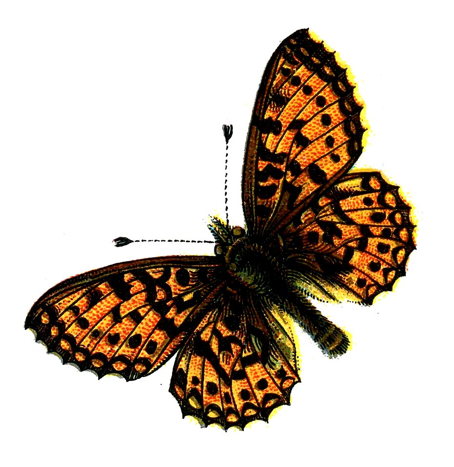 F Nemos OBA Boloria selene
