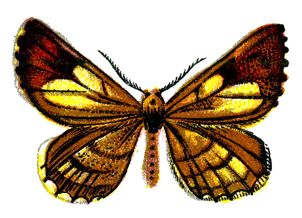 F Nemos OBA Bupalus pinaria male