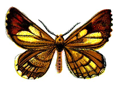 F Nemos OBA Bupalus pinaria male