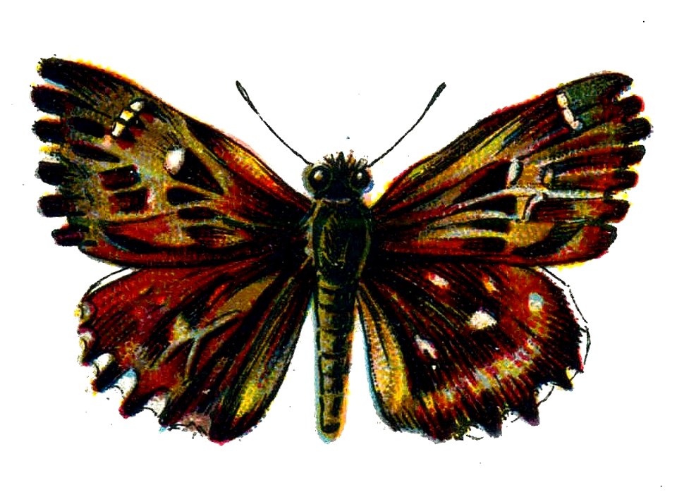 F Nemos OBA Carcharodus alceae