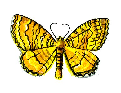F Nemos OBA Cidaria bilineata