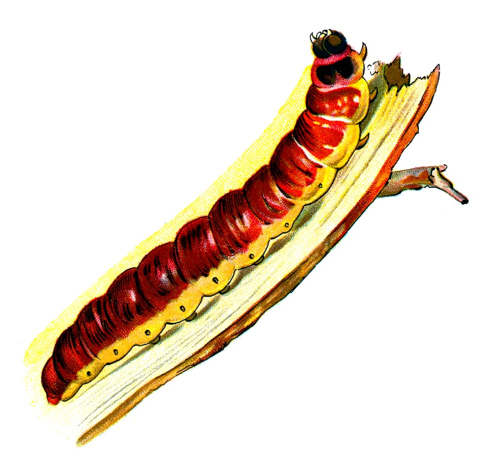 F Nemos OBA Cossus cossus caterpillar