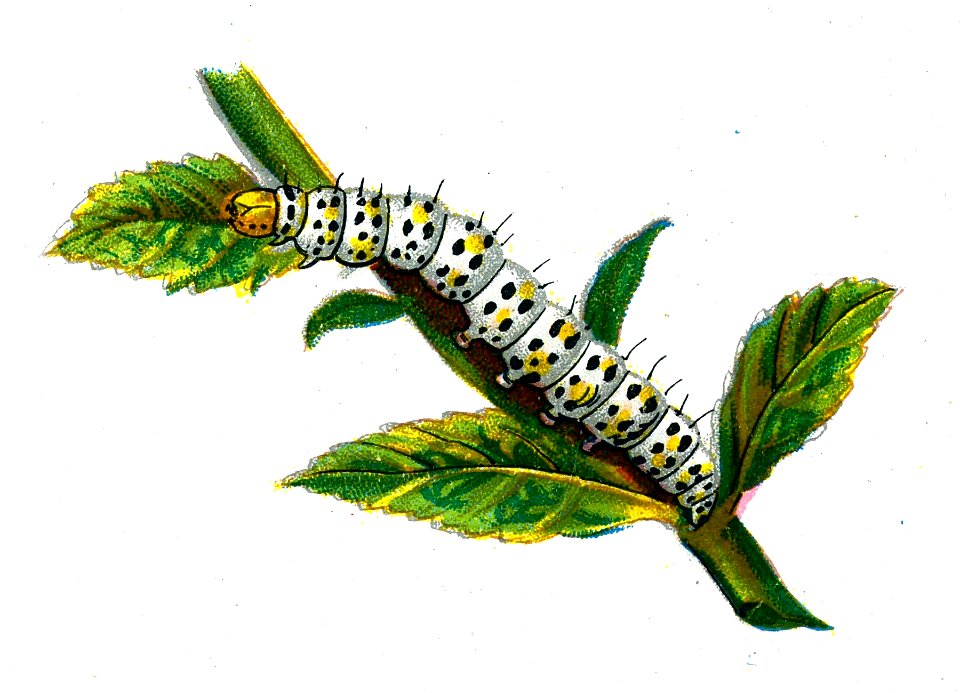 F Nemos OBA Cucullia verbasci caterpillar