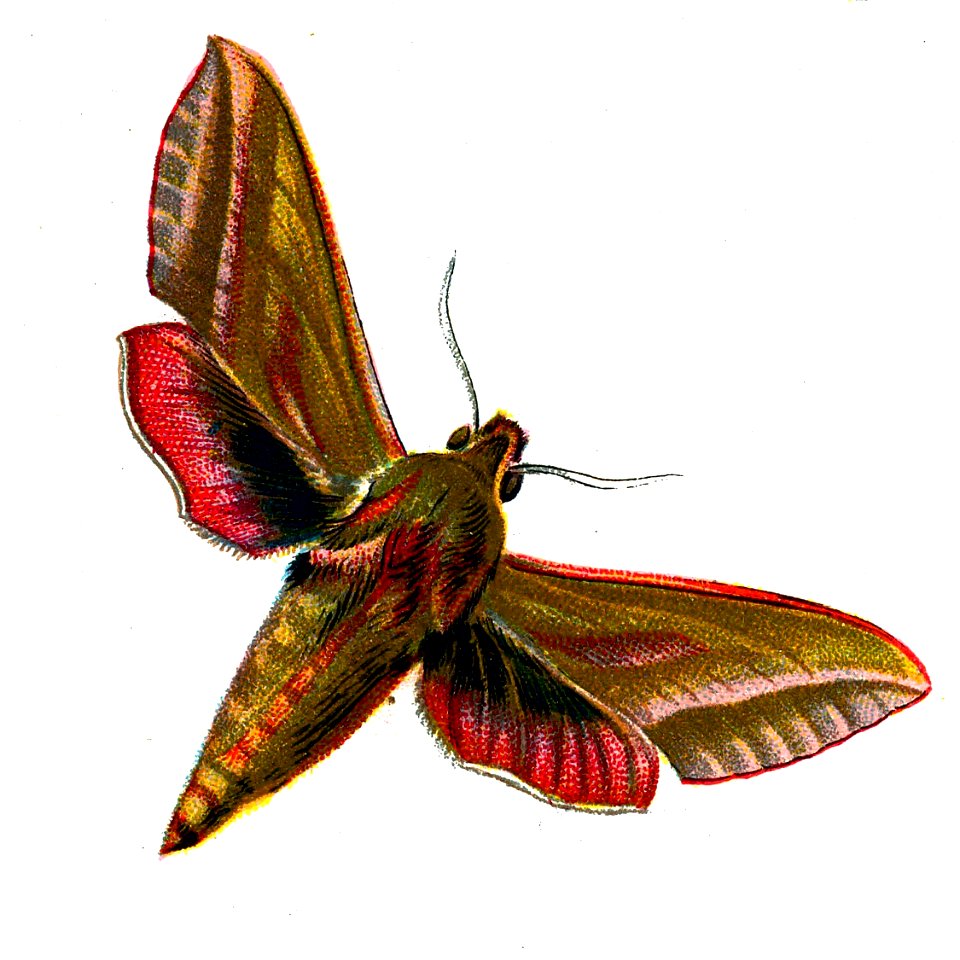 F Nemos OBA Deilephila elpenor