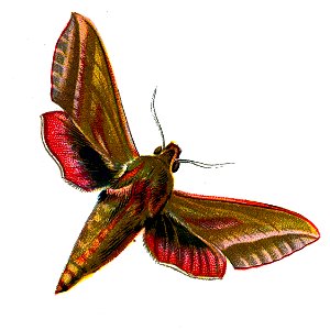 F Nemos OBA Deilephila elpenor