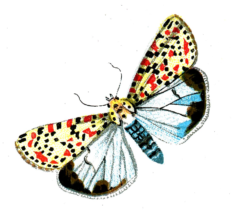 F Nemos OBA Deiopeia pulchella
