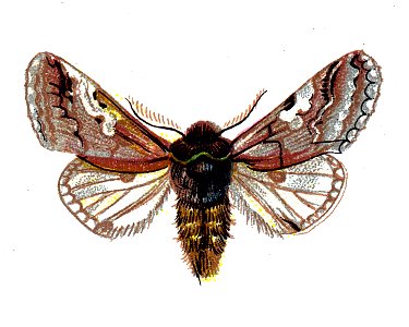 F Nemos OBA Diloba caeruleocephala
