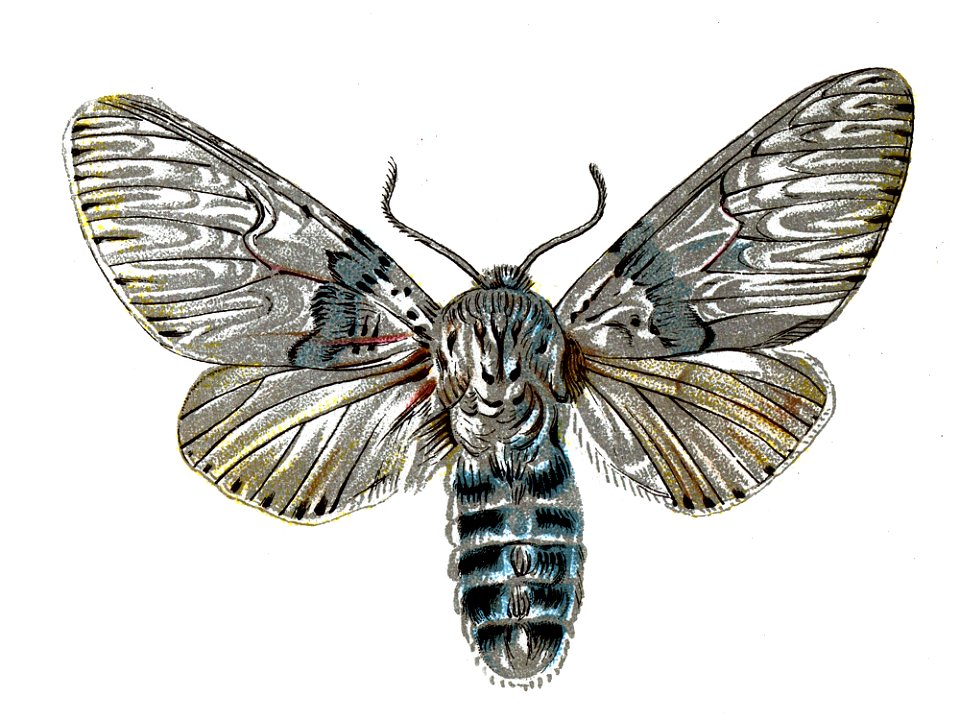 F Nemos OBA Harpyia vinula