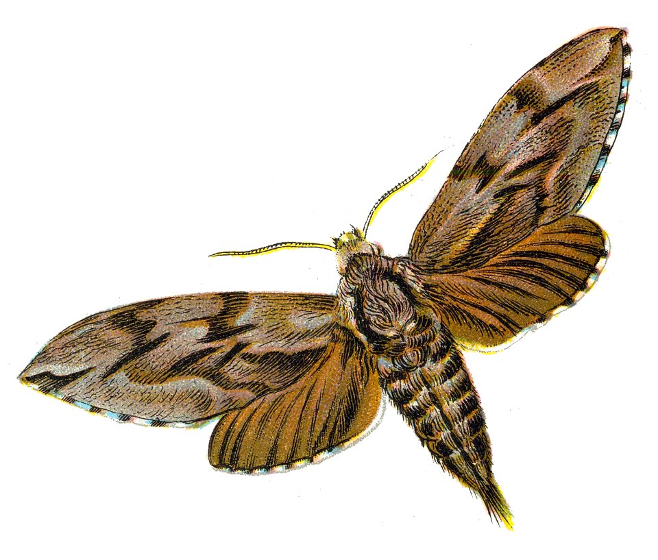 F Nemos OBA Sphinx pinastri