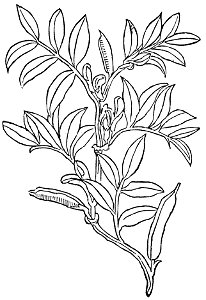 Faba Gart