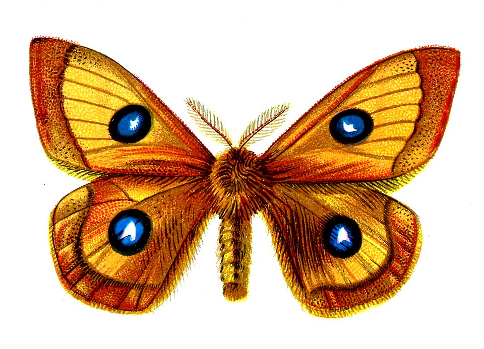 F Nemos Old Book Art Aglia tau male