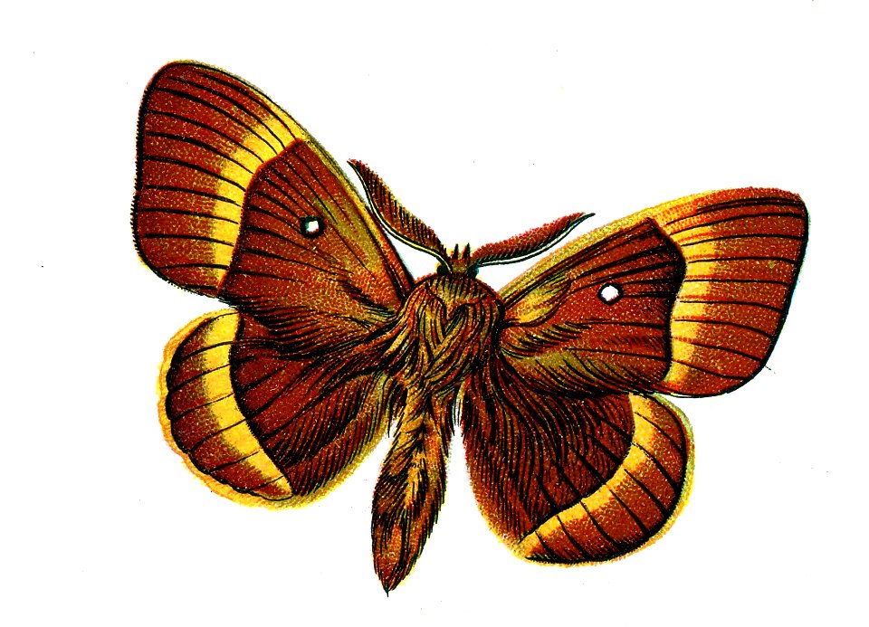 F Nemos Old Book Art Bombyx quercus male