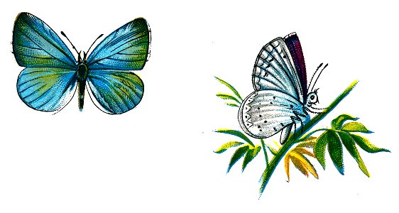 F Nemos Old Book Art Celastrina argiolus male