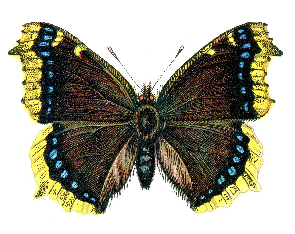 F Nemos Old Book Art Nymphalis antiopa