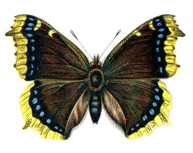 F Nemos Old Book Art Nymphalis antiopa