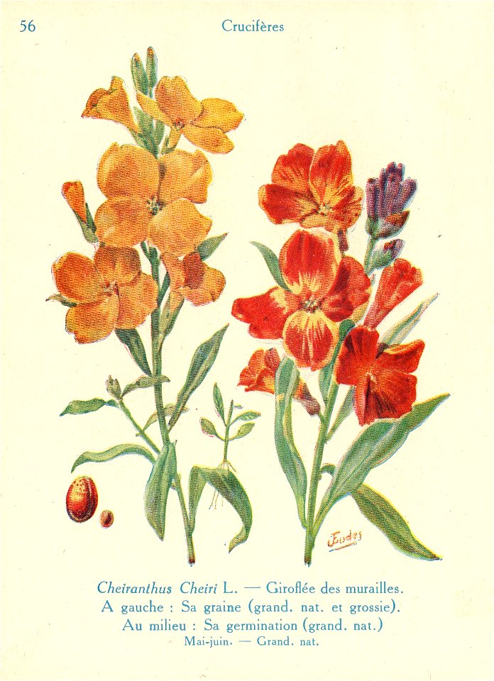 Giroflée-J.Eudes-56