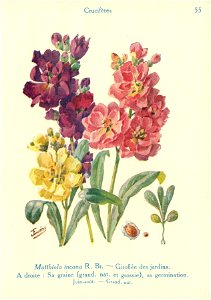 Giroflées-J.Eudes-55