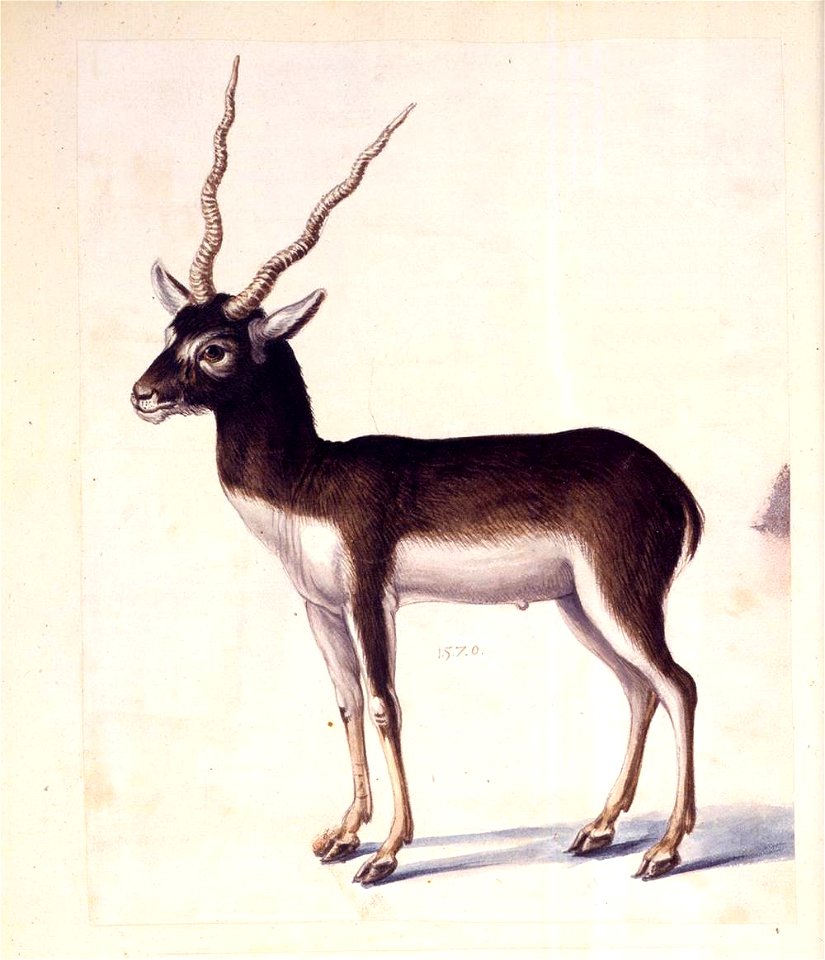 Giuseppe Arcimboldo - Blackbuck - WGA00852