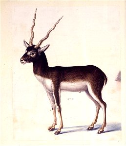 Giuseppe Arcimboldo - Blackbuck - WGA00852