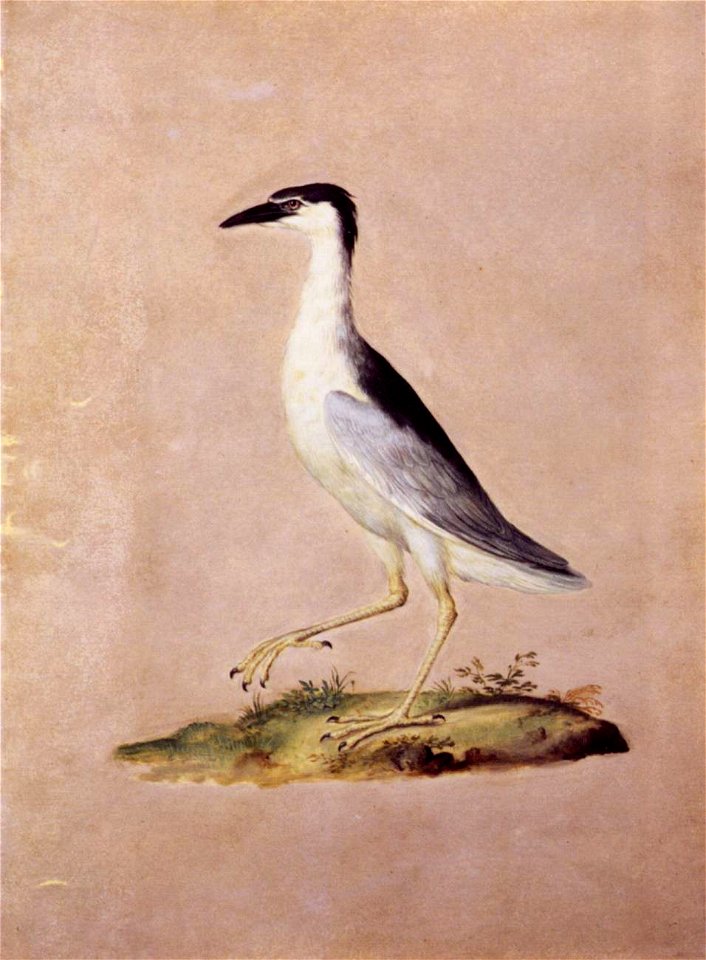Giuseppe Arcimboldo - Birds - WGA00873