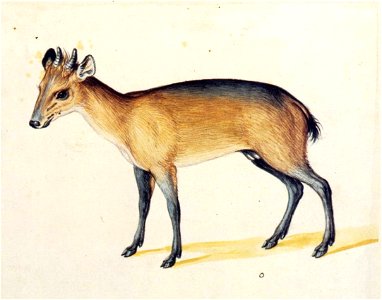 Giuseppe Arcimboldo - Red-flanked Duiker - WGA00849. Free illustration for personal and commercial use.