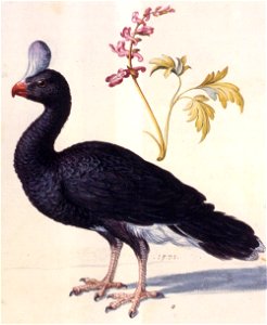Giuseppe Arcimboldo - Study of a Helmeted Curassow - WGA00863. Free illustration for personal and commercial use.