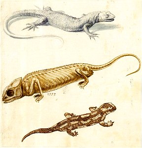 Giuseppe Arcimboldo - Study of a Lizard, a Chameleon and a Salamander - WGA00867. Free illustration for personal and commercial use.