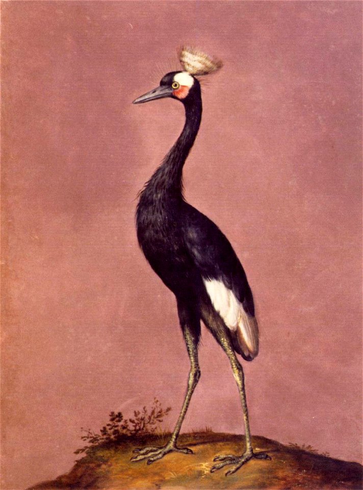 Giuseppe Arcimboldo - Birds - WGA00872