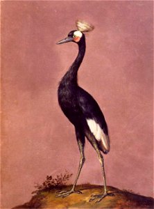 Giuseppe Arcimboldo - Birds - WGA00872