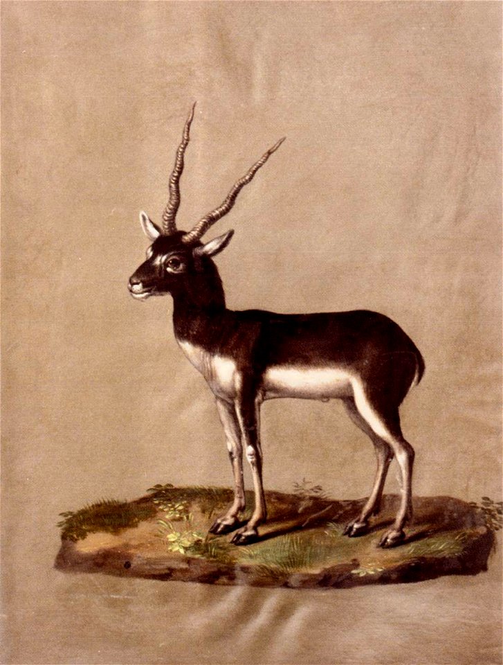 Giuseppe Arcimboldo - Mammals - WGA00869
