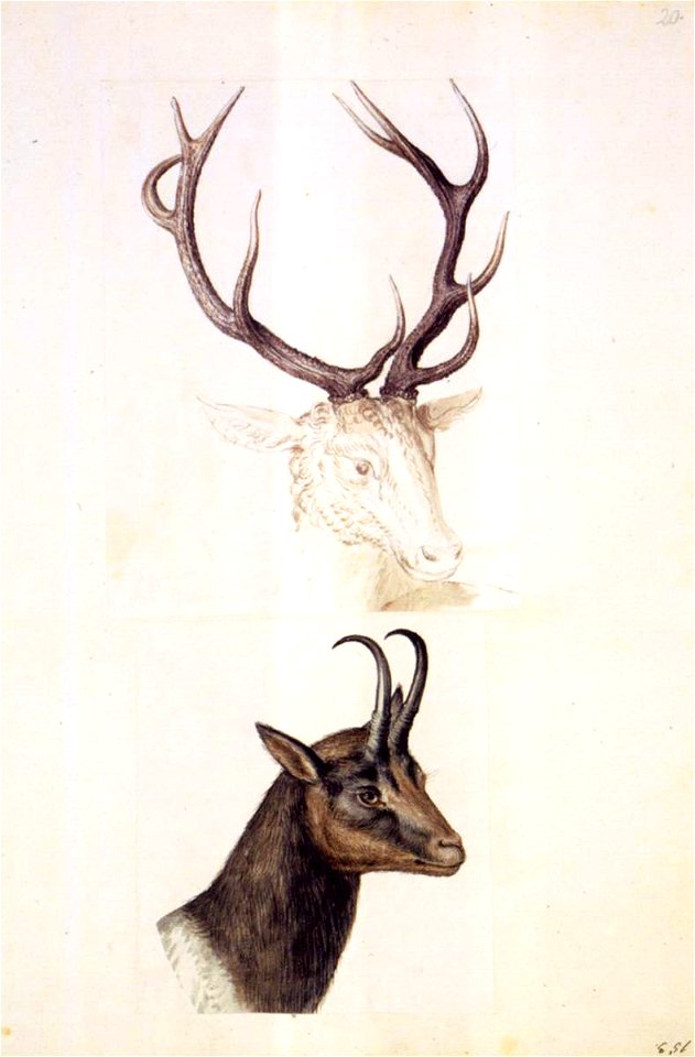 Giuseppe Arcimboldo - Nature studies - WGA00851