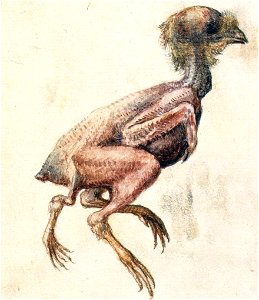 Giuseppe Arcimboldo - Study of a Featherless Three-Footed Chick - WGA00864. Free illustration for personal and commercial use.