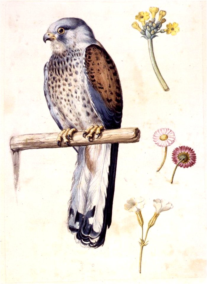 Giuseppe Arcimboldo - Study of a Lesser Kestrel and Flowers - WGA00857