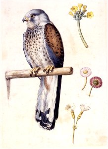 Giuseppe Arcimboldo - Study of a Lesser Kestrel and Flowers - WGA00857. Free illustration for personal and commercial use.