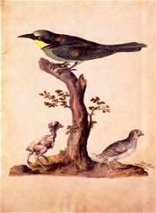 Giuseppe Arcimboldo - Birds - WGA00874
