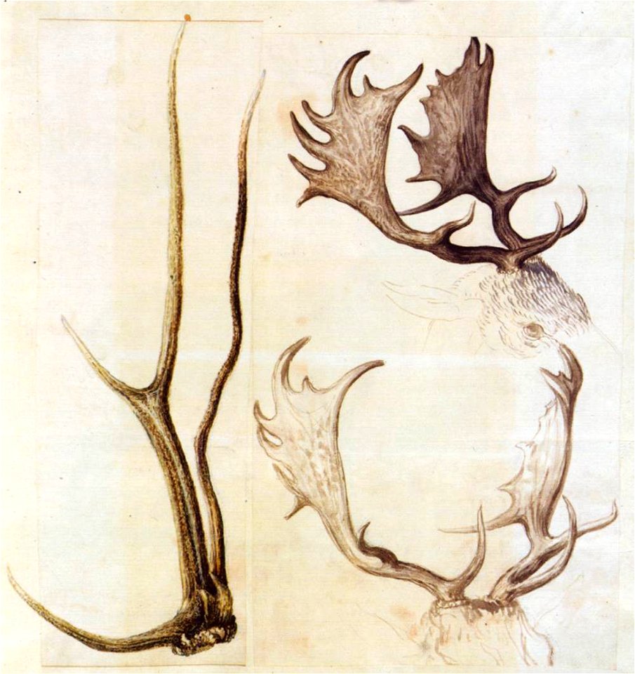 Giuseppe Arcimboldo - Nature studies - WGA00848