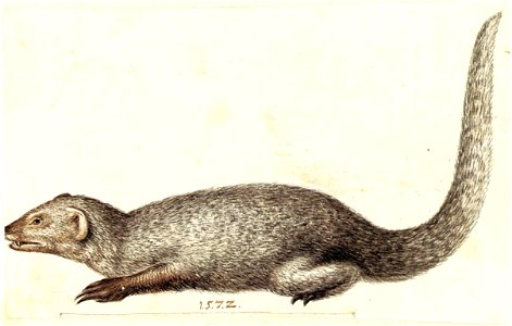Giuseppe Arcimboldo - Study of an Indian Mongoose - WGA00868. Free illustration for personal and commercial use.
